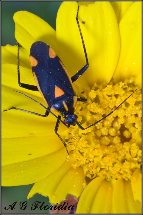 Miridae: Calocoris nemoralis f.rubromarginata  di Malta